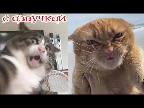 Приколы с котами! - С ОЗВУЧКОЙ! Самые смешные животные! СМЕШНЫЕ КОТЫ! ДО СЛЁЗ!