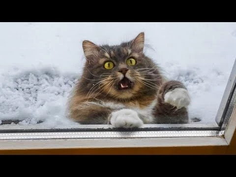 ЗАБАВНАЯ РЕАКЦИЯ ЖИВОТНЫХ НА СУМАСШЕДШУЮ ПОГОДУ