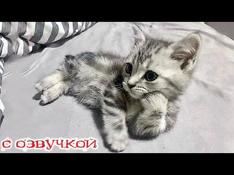 Приколы с котами! - С ОЗВУЧКОЙ! СМЕШНЫЕ КОТЫ и кошки! Самые смешные животные! РЖАКА ДО СЛЁЗ!