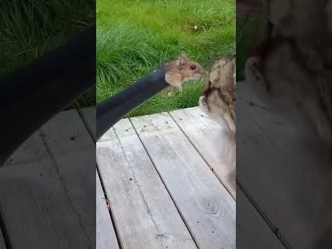 Веселые коты / Смешные котики / Коты приколы / Забавные животные / Смешные коты