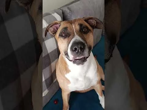 Ну что, поверим ей?)) #ханна #забавныеживотные #позитивчик #улыбнисьснами #происшествие #собачки