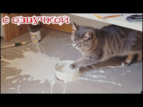 Приколы с котами! Смешные коты! С ОЗВУЧКОЙ! САМЫЕ СМЕШНЫЕ ЖИВОТНЫЕ!!! Смешные видео с котами!