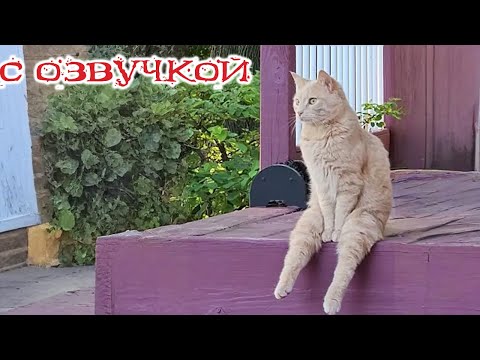 Приколы с котами! СМЕШНЫЕ КОТЫ И ЖИВОТНЫЕ с ОЗВУЧКОЙ!! Приколы до Упаду!