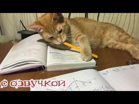 Приколы с котами! - С ОЗВУЧКОЙ! Смешные видео про животных! Смешные коты и кошки!