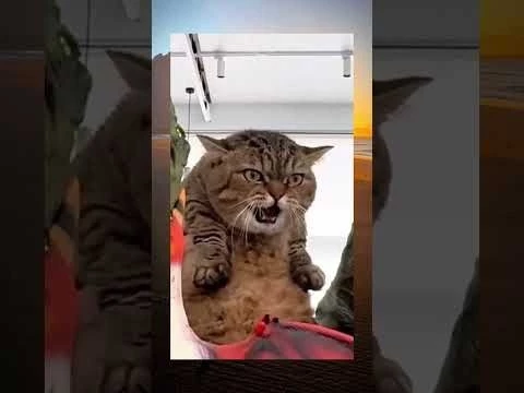 Смешные видео | Смешные коты | Приколы с животными | Вирусные видео | С ОЗВУЧКОЙ |  #cat  #trending