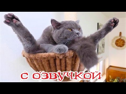 Приколы с котами! - С ОЗВУЧКОЙ! Самые смешные животные! Смешные коты! РЖАКА!