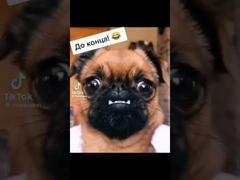 приколы с животными короткие видео.  юмор.