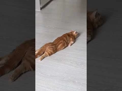 Смешные пушистики / Смешные моменты с животными 2024 /№56 #ff #домашниепитомцы #коты #собаки #funny