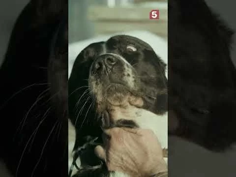 Я и каждая собака на улице #пятыйканал #юмор #приколы #лучшиефильмы #детектив #кино