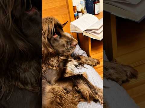 #тренды #шуточное #позитив #собака #суперсобака #милота #приколы #юмор #спаниель #собакаулыбака