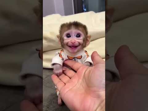 Ребята посмотрите ,такой милый. #обезьяны #любовь #радость #улыбка #настроение #наслаждение