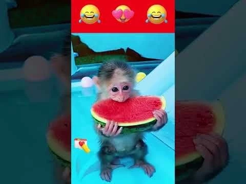 Смешные обезьянки #shorts