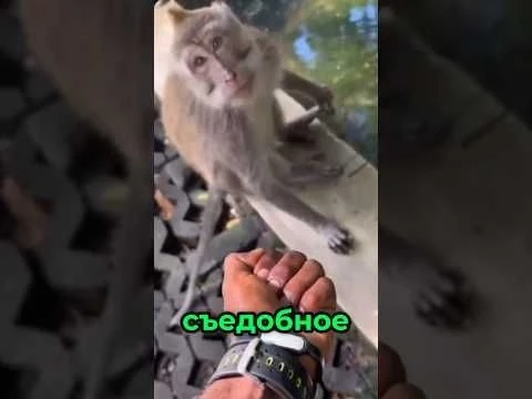 Человек разыгрывает обезьяну @LKZERA_ SILVA instagram