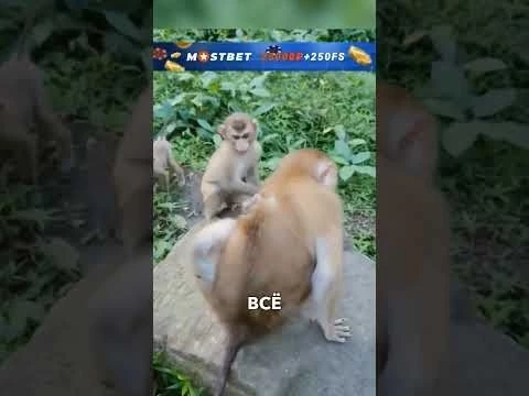 Обезьянка и жук #истории #история #озвучка #смешнаяозвучка #добрыеновости