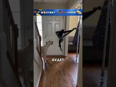 Обезьянка #истории #история #озвучка #смешнаяозвучка #добрыеновости