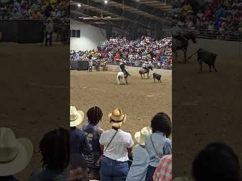 ROPING AT ITS FINEST!!!!! 2024 Black Rodeo