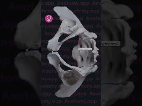 Biomechanics of the sacroiliac joints: nutation and counternutation