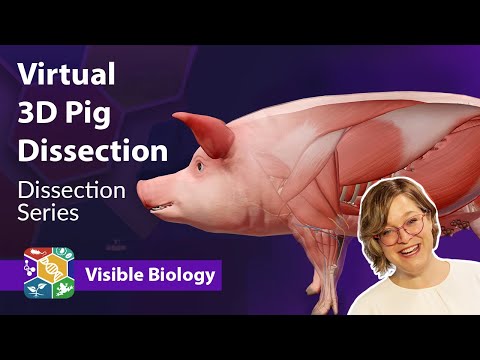 Visible Biology | Dissecting a virtual pig in 3D with Dr. Cindy Harley