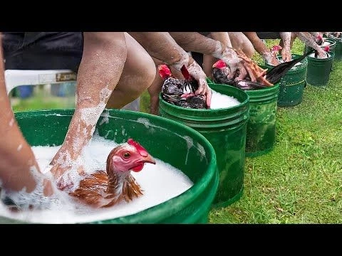 The Bizarre Process of Raising Elite Roosters on a Mega Farm