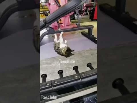 Surprised cat #trendtube #shorts #trending #shortsfeed @TrendTube