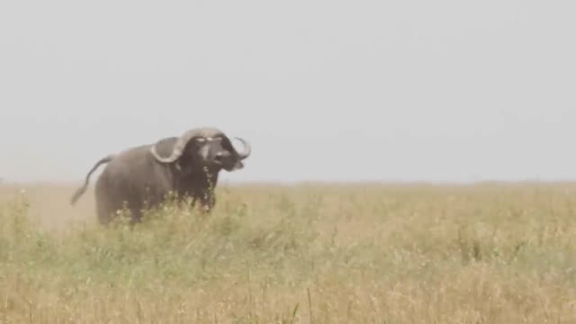 아홉마리의 사자와 버팔로의 48시간 혈투!!!  16