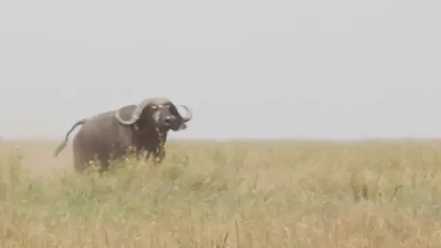 아홉마리의 사자와 버팔로의 48시간 혈투!!!  16