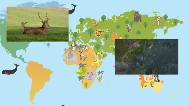 География для детей  карта мира и животный мир �